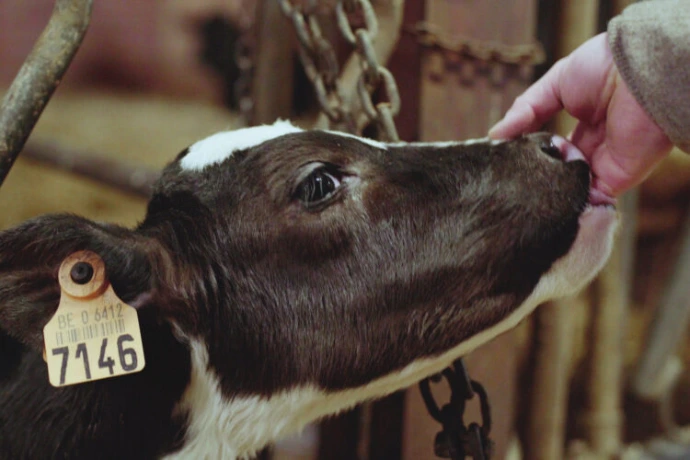 Les vaches de la Ferme Van Landschoot