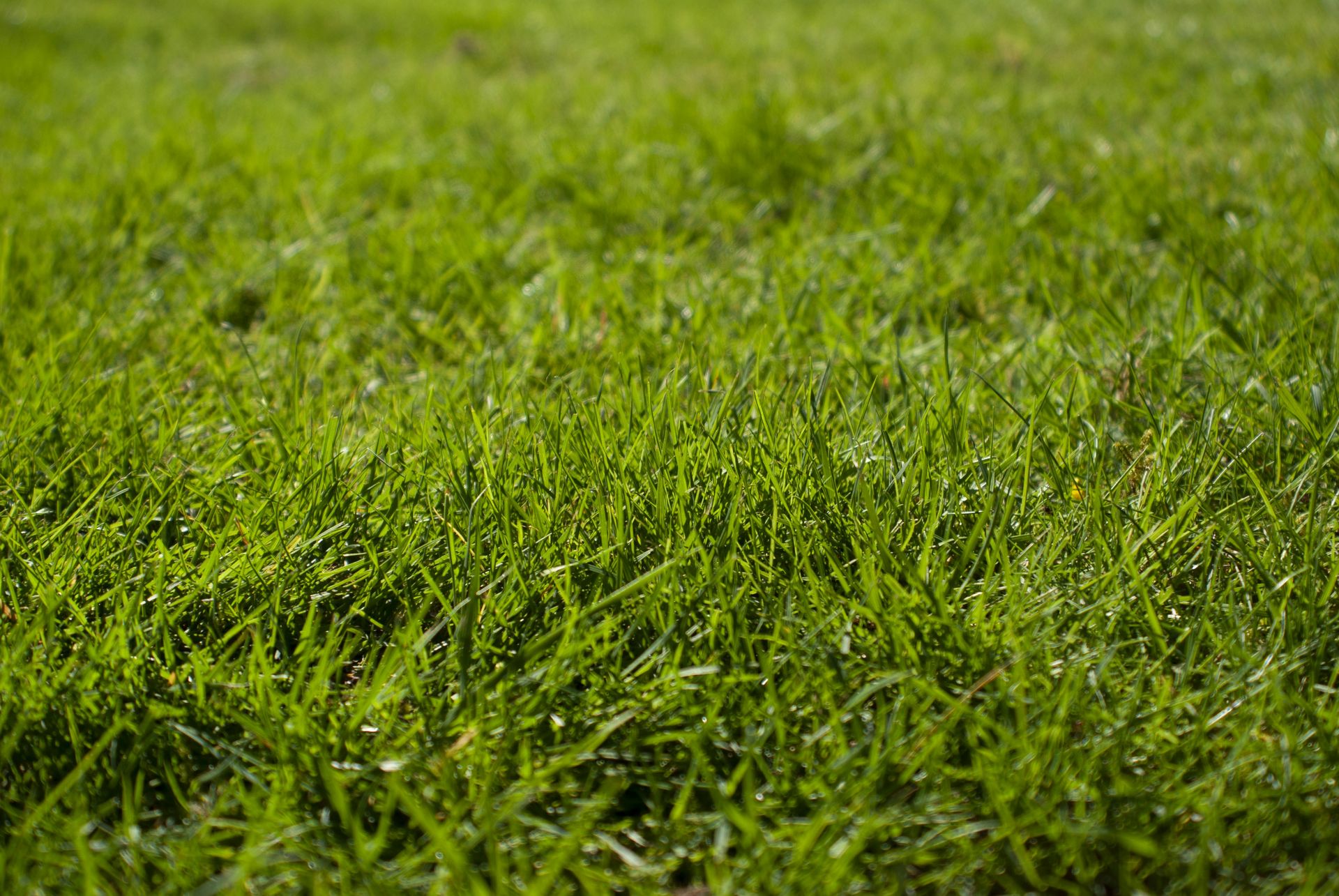 Nous cultivons